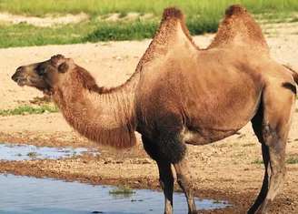 Os camelos têm importante papel nas culturas e economias de várias regiões. Você já parou para pensar porque os camelos têm duas corcovas? Ou o motivo de seus cílios serem tão longos? Conheça, além dessas, outras curiosidades sobre estes lindos e interessantíssimos animais, comuns especialmente na Ásia Central e no norte da China.