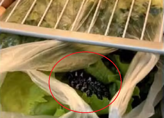 Homem encontrou serpente em pé de alface guardado dentro da geladeira em Palmas