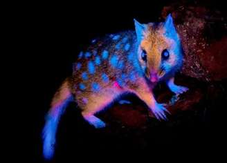 Quoll oriental é um mamífero da Tasmânia. Ele pode sobrer bioluminescência a depender da luz a qual é exposto.