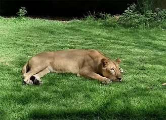 A leoa Leona, do Parque da Bica, em João Pessoa, atacou e matou um jovem que invadiu o seu recinto no último domingo.