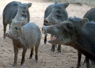 <p>Queixada <em>Tayassu pecari </em>é considerada em estado crítico de extinção</p>