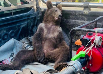 Ursa fica 'chapada' após comer mel alucinógeno e é resgatada na Turquia