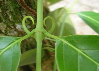 A planta amazônica também é lembrada por seu uso complementar no cuidado das articulações e da saúde digestiva – Vangeliq.petrova/CC BY-SA 4.0/Wikimedia Commons