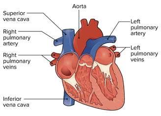 Quando o fluxo é interrompido, o corpo dá sinais: inchaço, falta de ar e pressão elevada podem indicar problemas na veia cava superior – Reprodução