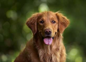 Golden Retriever está entre as raças de cães mais inteligentes