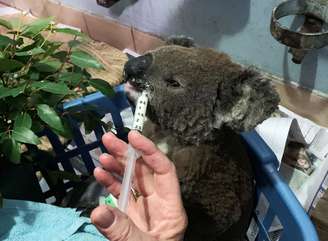 Resgatado de reserva natural, coala queimado é alimentado em Port Macquarie, na Austrália
07/11/2019
REUTERS/Stefica Nicol Bikes