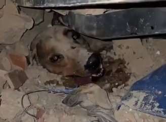 Cachorro foi resgatado com segurança