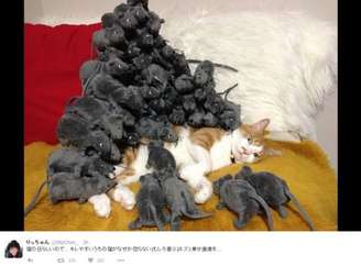 Este usuário do Twitter fez uma brincadeira com um gato: acordou-o depois de cercá-lo de ratos de brinquedo