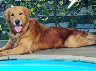 Churros, um cachorro da raça golden retriever de apenas 3 anos, foi morto a tiros no sábado, 9, em Guarapari, no Espírito Santo