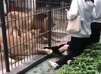 Criança é atacada por leoa em zoológico 