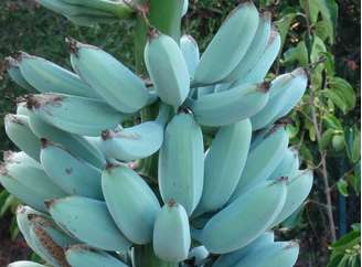 Em algumas regiões tropicais é cultivada uma banana bem diferente das tradicionais variedades verdes e amarelas. Conhecida como Blue Java, ela é um híbrido de Musa acuminata e Musa balbisiana e apresenta casca azulada quando ainda está verde. Sua polpa é cremosa e seu sabor costuma ser descrito como levemente semelhante ao de baunilha.