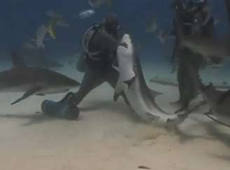 Com diversos tubarões ao seu redor nas Bahamas, a italiana Cristina Zenato chegou destemidamente à boca do predador e puxou o anzol