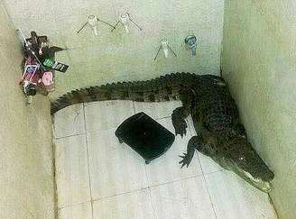 Crocodilo foi encontrado dentro do banheiro de uma casa na Índia