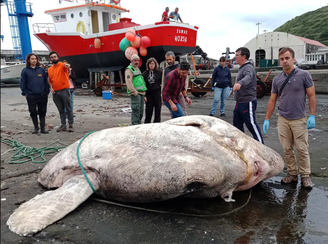 Peixe-lua gigante