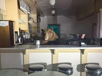 Urso negro invade sorveteria na Califórnia
