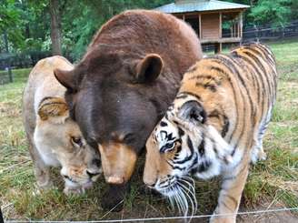 <p>Juntos há 13 anos, predadores são amigos inseparáveis</p>