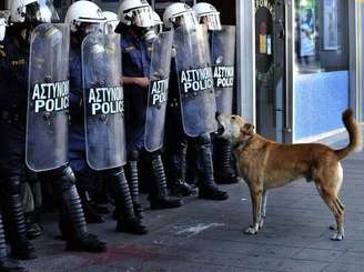 <p>O cachorro se tornou símbolo das greves que atingiram a Grécia durante a crise</p>