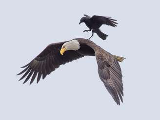 Um fotógrafo americano conseguiu capturar um raro momento entre duas aves nos céus da Califórnia