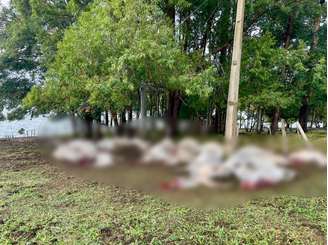 Gado estava dormindo quando foi atingido