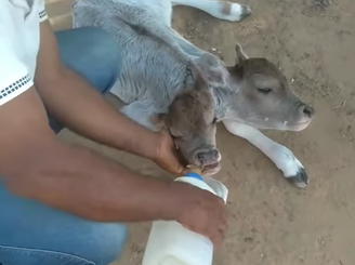 Bezerra nasce com duas cabeças em propriedade rural no interior da Bahia