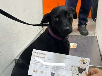 Cadela Kim fugiu da caixa de proteção e invadiu pista de pouso e decolagem do aeroporto de Congonhas