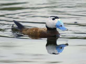 Oxyura leucocephala