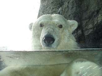 Um dos animais mais populares do zoo, o urso polar se exibe em um enorme tanque de vidro
