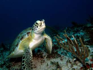 Grandes atrações principalmente nas praias de Akumal, as tartarugas marinhas são figurinhas carimbadas na região tropical. Migrantes, os bichinhos botam seus ovos na areia. Dóceis, ainda dão a oportunidade dos turistas se aproximarem e até mesmo mergulharem com elas