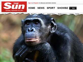Chimpanzé Gina passou a assistir pornografia com frequência desde que ganhou uma TV