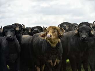<p>Búfalos da raça Murrah em semi confinamento na fazenda das Palmeiras, em Boituva (SP)</p>
