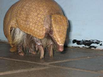 Tatu-bola-da-caatinga, ameaçado de extinção, foi escolhido  mascote da Copa do Mundo de 2014 no Brasil