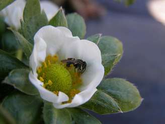 <p>Abelhas sem ferrão produzem mel mais saboroso</p>