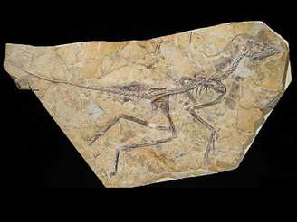 Fóssil descoberto na China pode ser da ave mais antiga já descoberta por cientistas