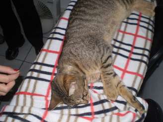 <p>Em Florianópolis, um gato que tinha uma argola de vidro presa ao pescoço mobilizou vários voluntários na UFSC. Ele foi capturado com uma "gatoeira" (armadilha para pegar gatos) no dia 2 de junho de 2013, após vários dias de vigilância.</p>