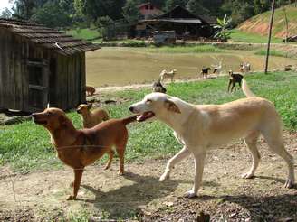 <p>O ex-caminhoneiro Rogério da Silva cuida de 116 cães, que tem como filhos, em um rancho no município de Gaspar, em Santa Catarina</p>