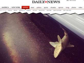 Corpo de pequeno tubarão foi encontrado em vagão do metrô de Nova York