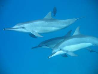 Projeto Golfinho Rotador completou 23 anos de atividades de pesquisa e preservação da espécie em Fernando de Noronha