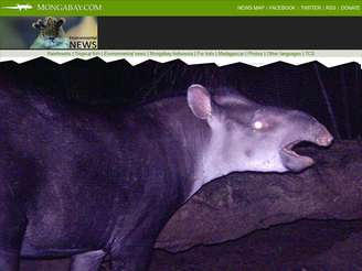 O animal, que habita pastagens e florestas no sudoeste da Amazônia, é a quinta espécie viva de tapir e a menor, apesar dos seus imponentes 110 kg de peso