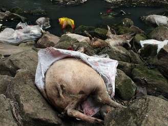 <p>157 porcos mortos foram encontrados em rio da China, aumentando as preocupações com um prolema antigo no país, o de contaminação de alimentos</p>