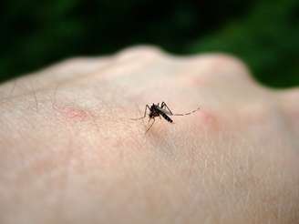 <p>A dengue é transmitida pela picada do mosquito Aedes aegypti</p>