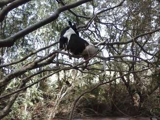 Vaca foi encontrada pendurada a galhos de uma árvore no interior de Quedas do Iguaçu (PR) após ter sido arrastada por enxurrada