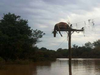 <p>Vaca é encontrada em cima de poste após água de enchente baixar em São Borja</p>