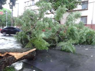 Tempestade derrubou árvore no bairro Cambuci, no centro