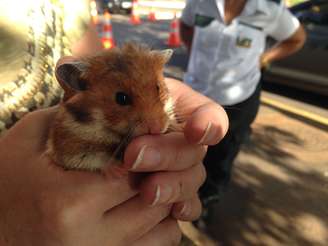 <p>Hamster ferido em CPI será mascote em sala de superdotados, em escola de Brasília</p>