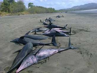 Cerca de 50 golfinhos encalharam em praia do pacífico panamenho