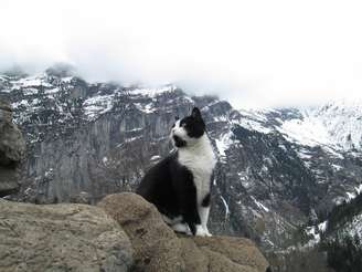 Turista voltou para o vilarejo com a ajuda do gato