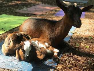 A cabra Tassi com os filhotes Sue Anna e Storm.