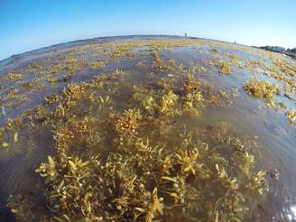 A presença das algas mudou um dos aspectos mais famosos das praias caribenhas: as águas cristalinas
