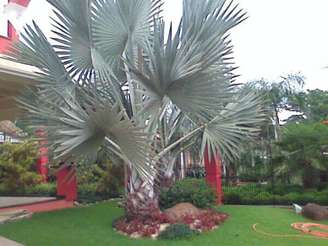 1-Palmeira azul é uma planta exótica e escultural.