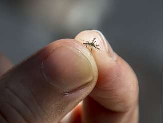 Mosquito Aedes Aegypt